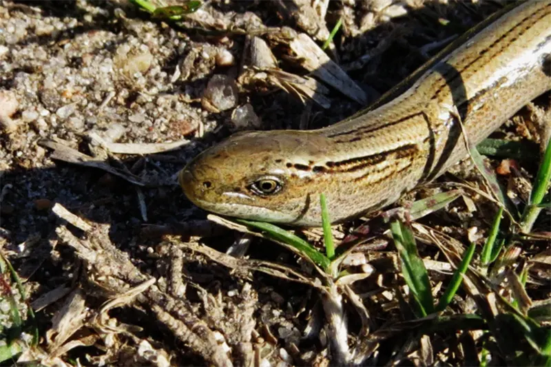 Reptiles